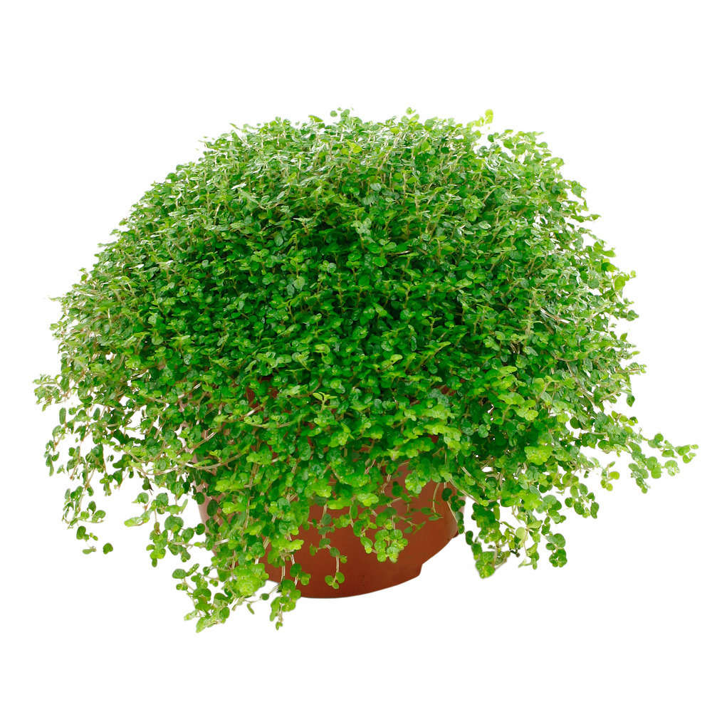 Helxine : plante Ø12cm pot