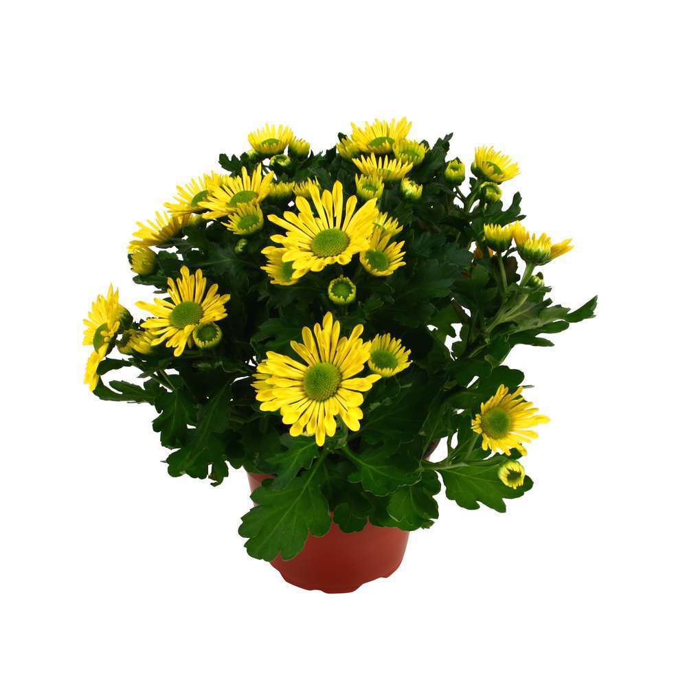 Chrysanthème multifleur:3 boutures pot diamètre 11 cm