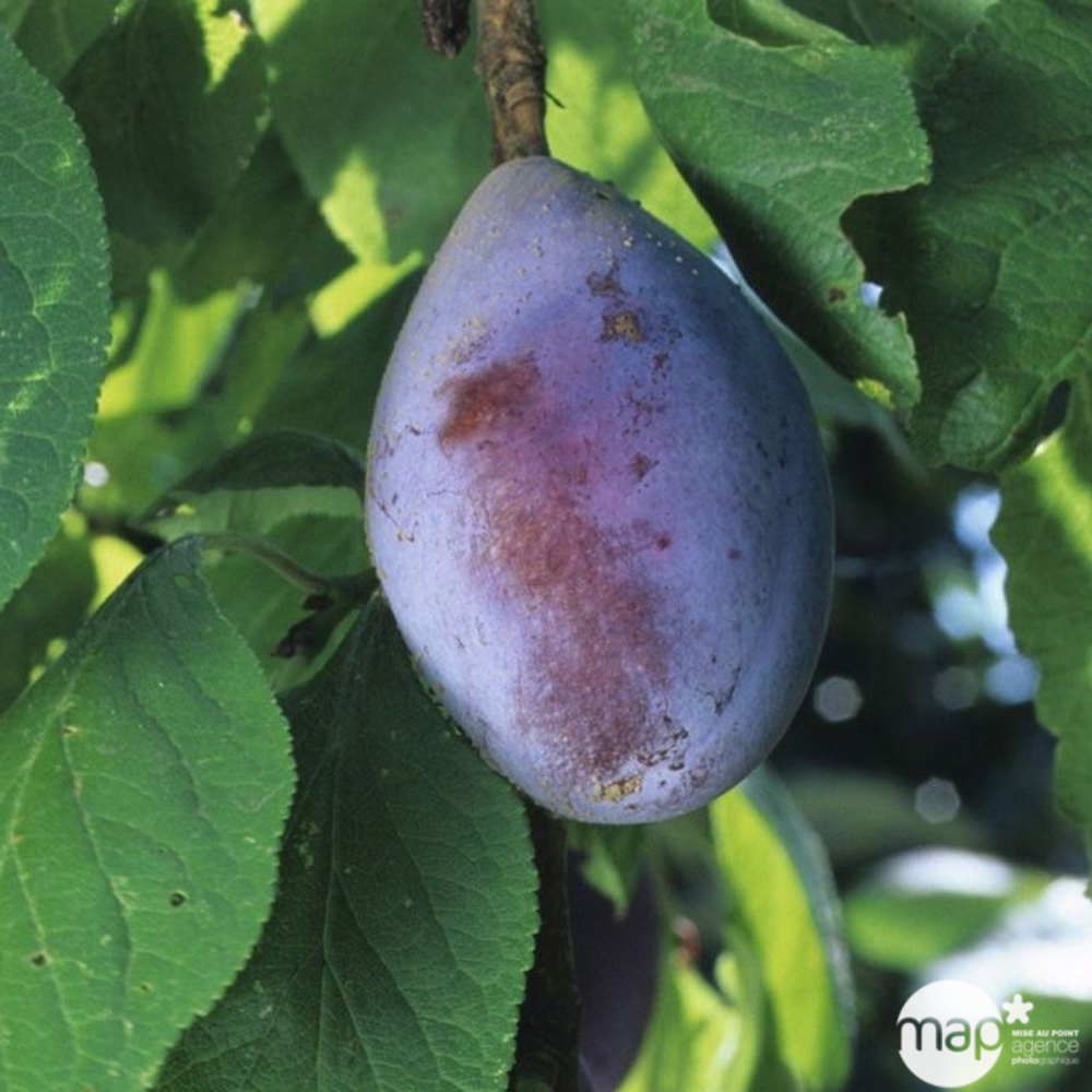 Prunier Quetsche d'Alsace : demi tige prêt à planter