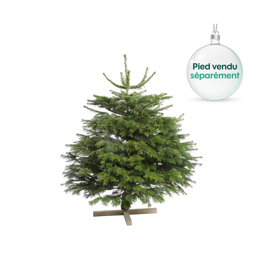 Sapin de Noël naturel Abies nordmann : 80/100 cm coupé