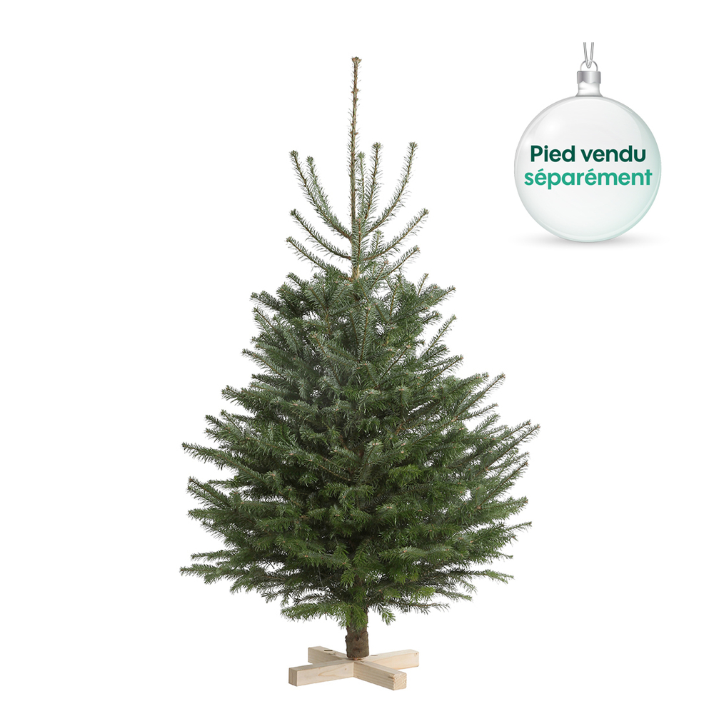 Sapin de Noël naturel Abies nordmann : 100/125 cm coupé