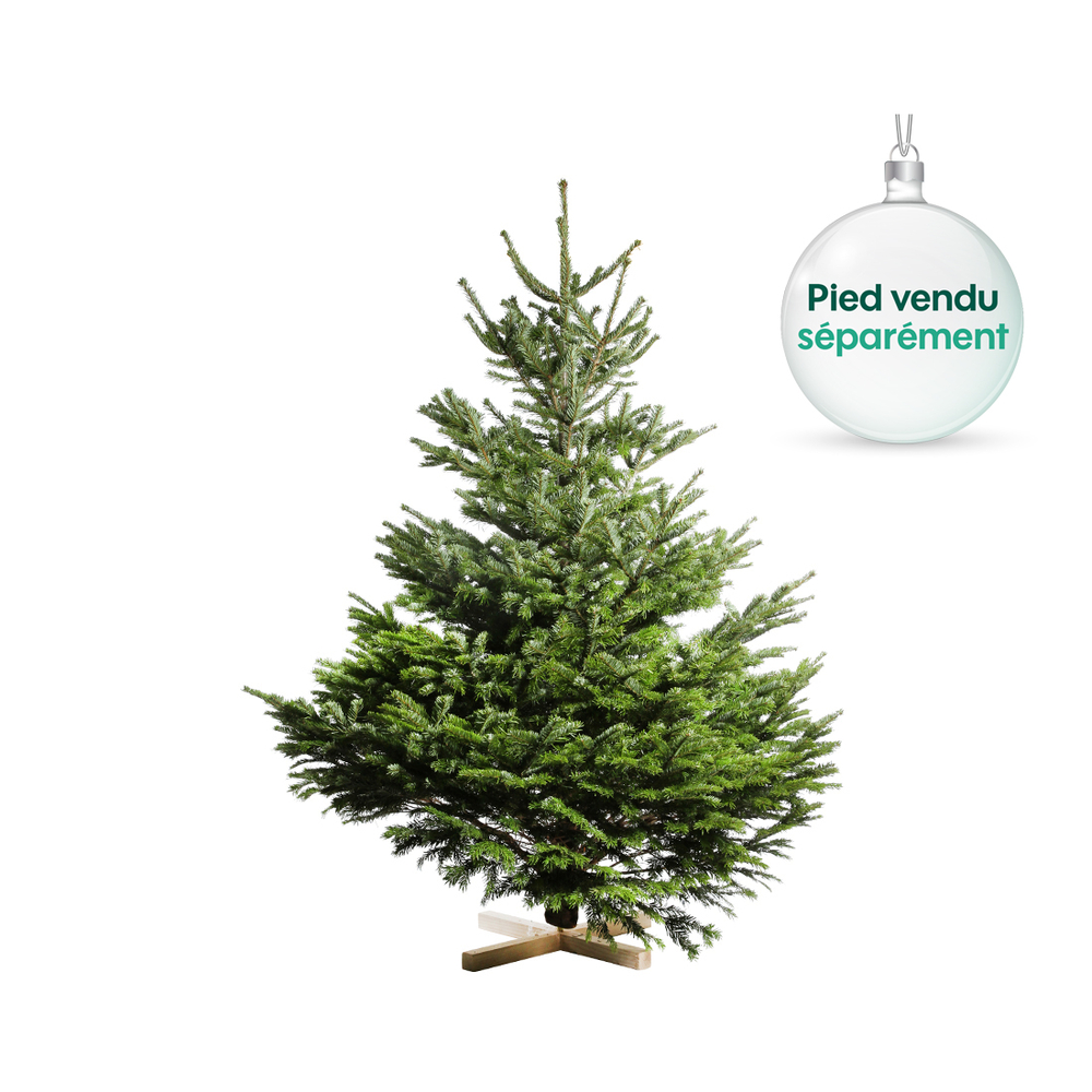 Sapin de Noël naturel Abies nordmann : 150/175 cm coupé