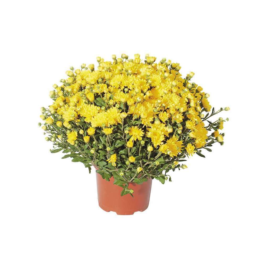 Chrysanthème pompon : pot D17cm - Coloris variables