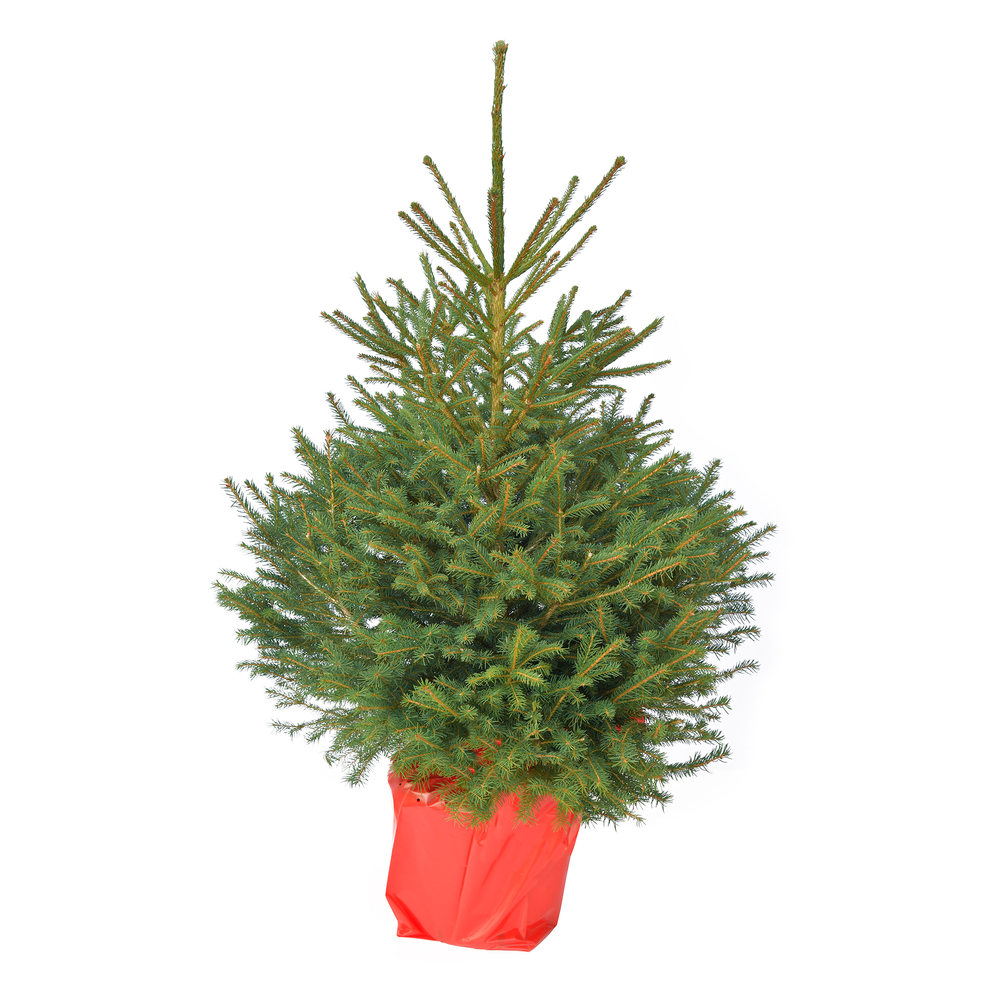Sapin de Noël naturel Picea Excelsa 80/100 cm - Pot 10L