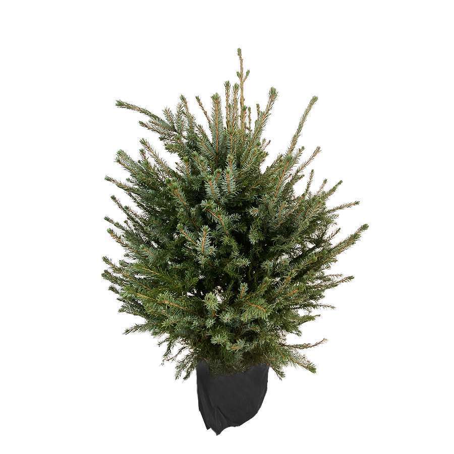 Sapin de Noël naturel Picea Omorika 80/100 cm - Pot 10L