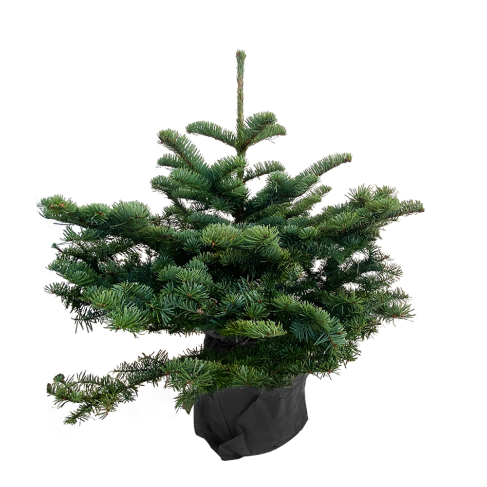 Sapin de Noël naturel Abies Nobilis 60/80 cm - Pot 10L