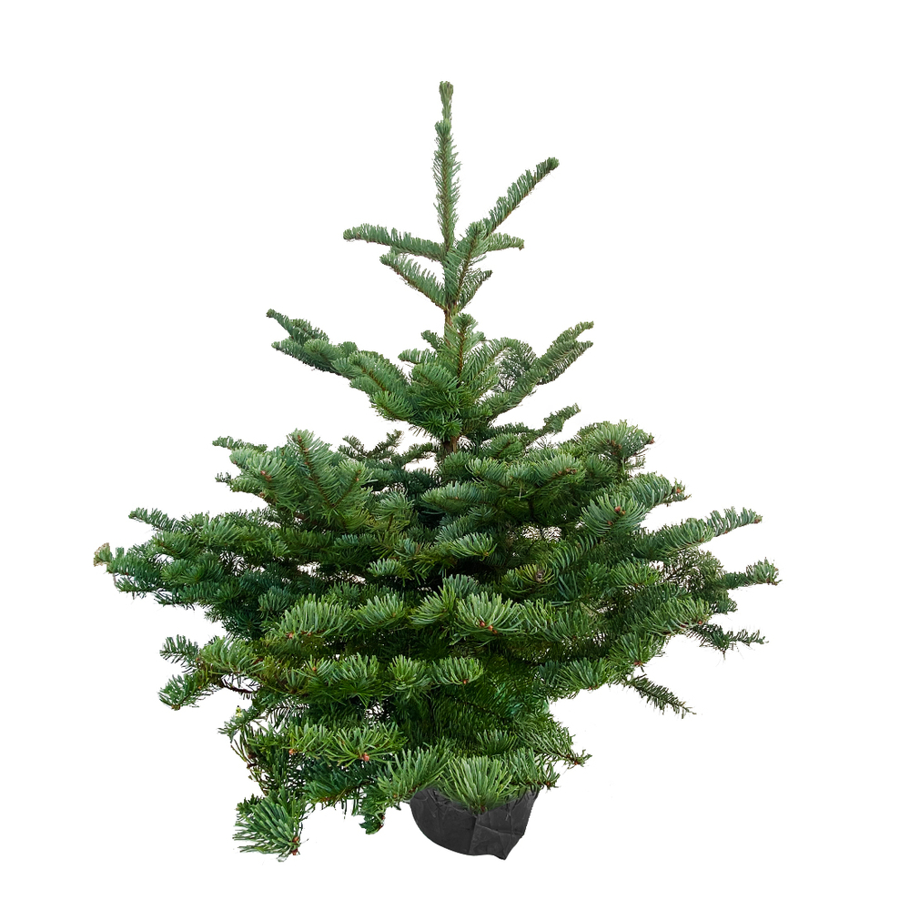 Sapin de Noël naturel Abies Nobilis 80/100 cm - Pot 10L