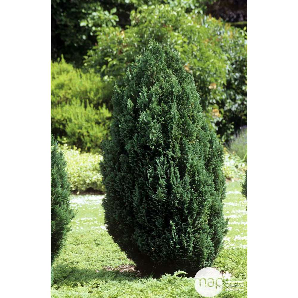 Chamaecyparis Lawsoniana Ellwoodii : 100/120 cm pot 20L
