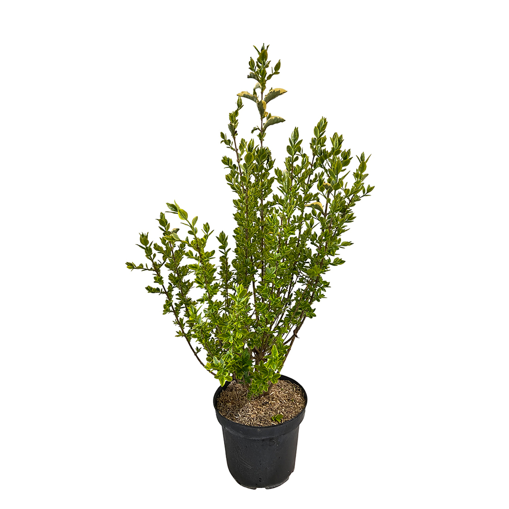 Ligustrum ovalifolium ' Aureum ' : H 80/100 ctr 7 litres
