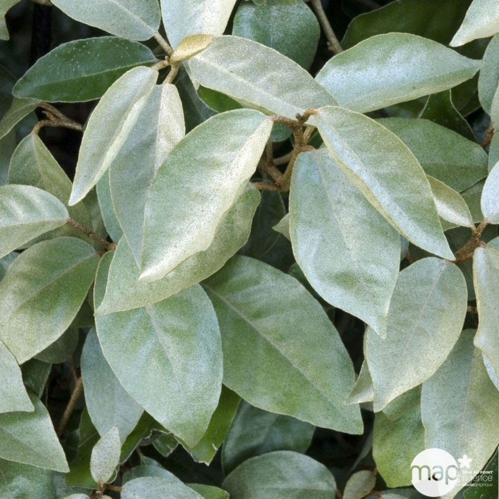 Elaeagnus x ebbingei : H. 80/100 cm ctr 7 litres