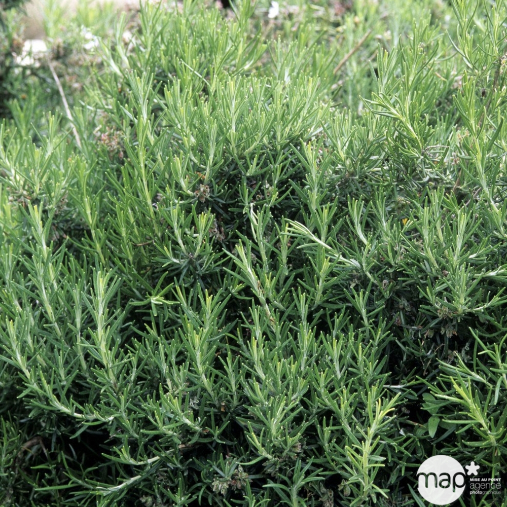 Rosmarinus officinalis var. Repens : H 30/40 cm ctr 3 litres