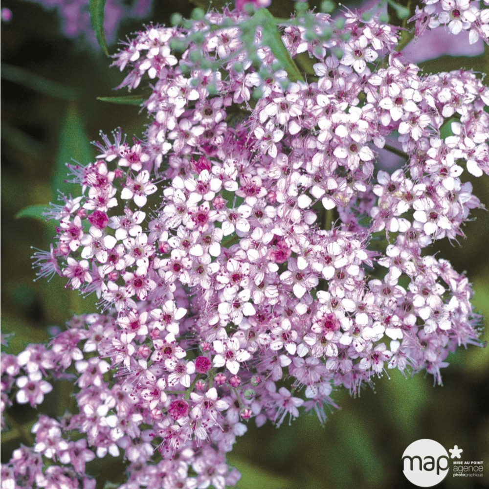 Spiraea japonica ' Little Princess ' : H 30/40 cm ctr 3 litres