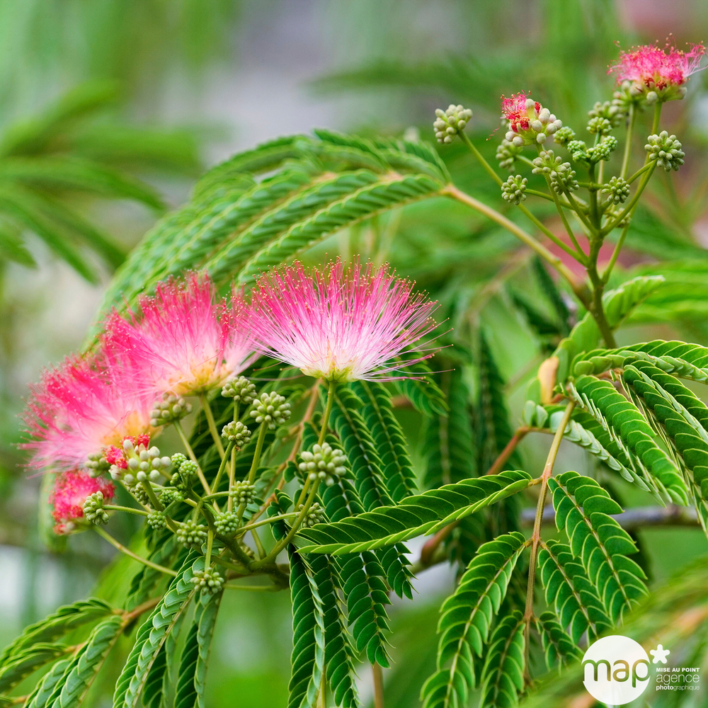 Albizia julibrissin : Tige circonférence 6/8 cm ctr