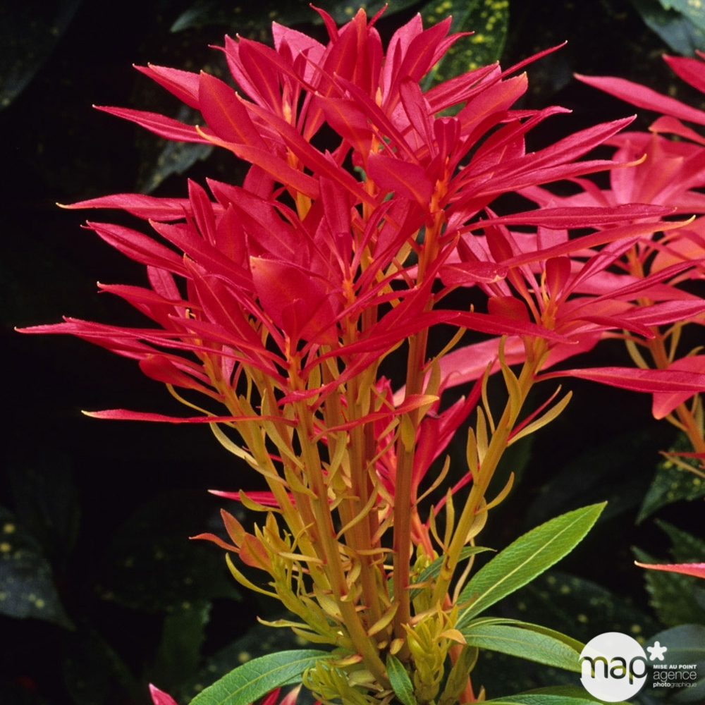 Pieris Forest Flame : H. 30/40cm Pot 3L