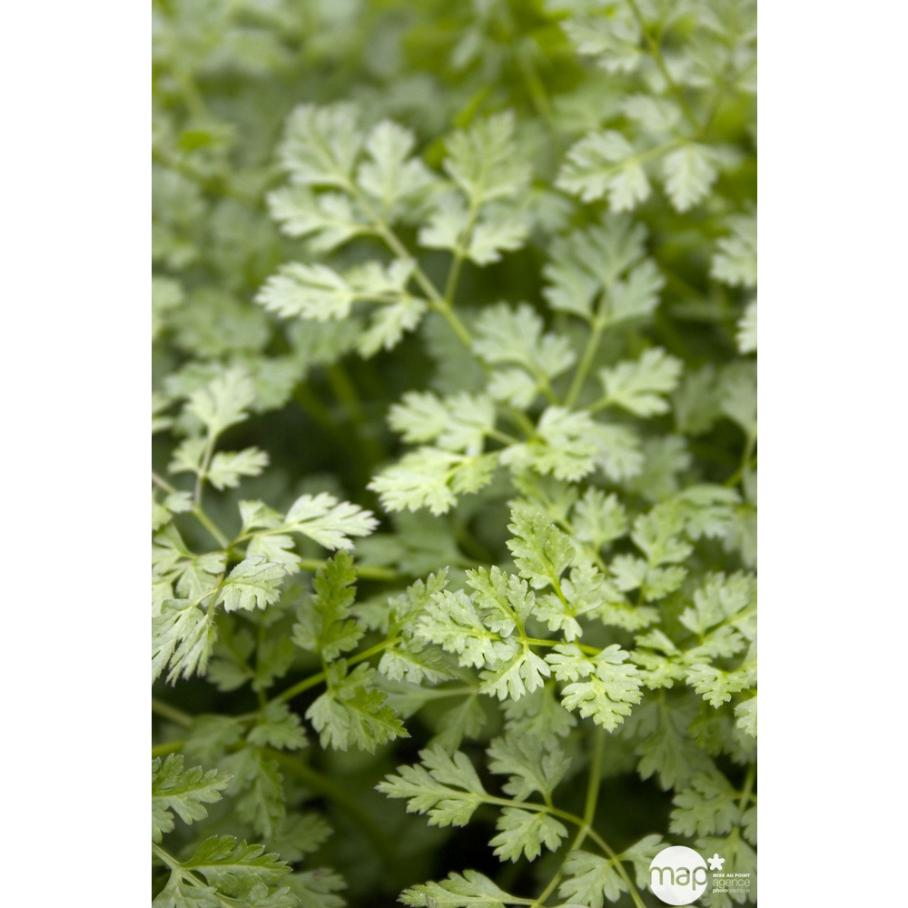 Plant de cerfeuil commun : pot de 1 litre
