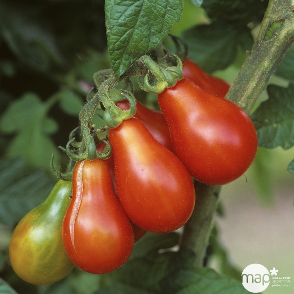 Plant de tomate 'Poire Red Pear' : pot de 0,5 litre