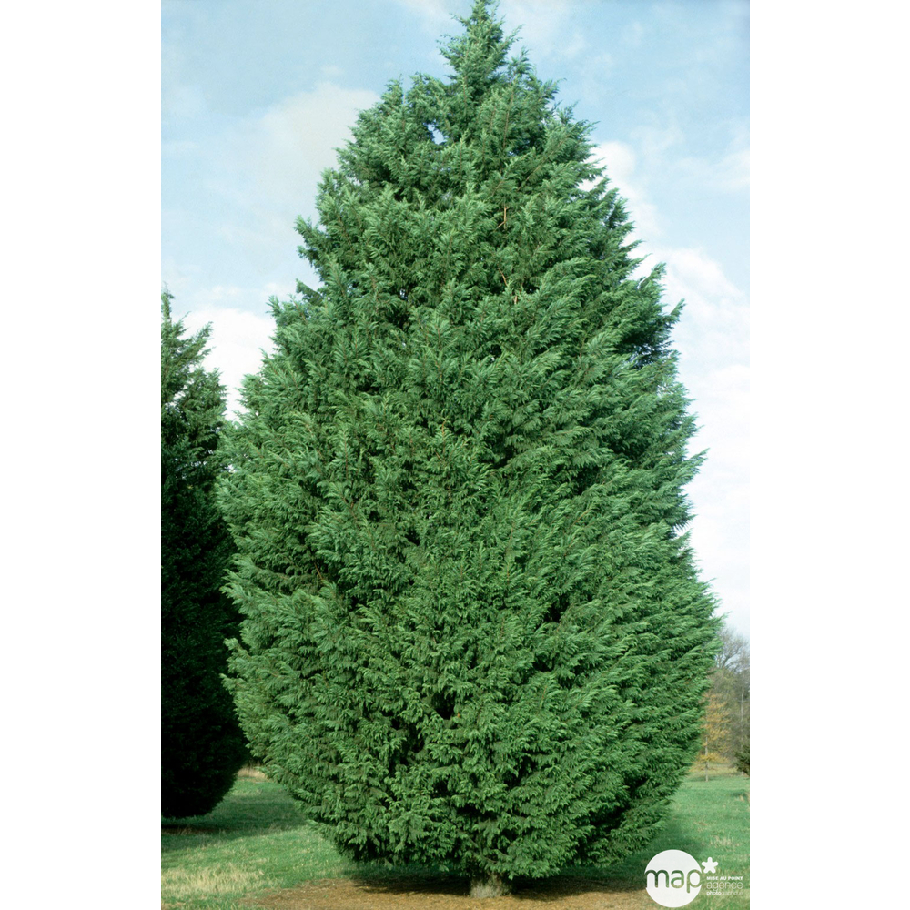 Cupressocyparis Leylandii : H 80/100 cm, pot 4L