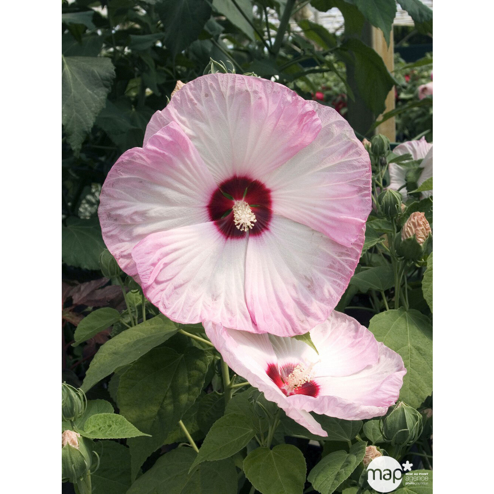 Hibiscus moscheutos : ctr 7 litres