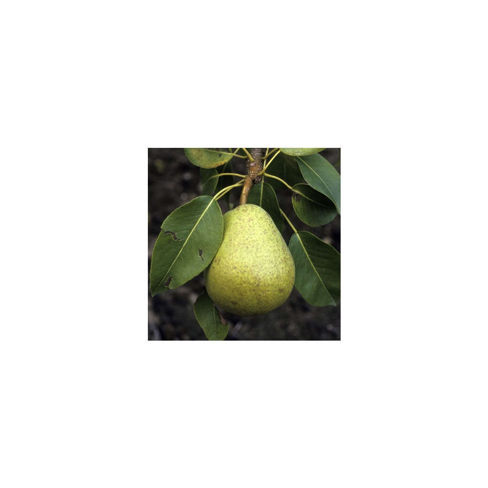 Poirier Duchesse d'Angoulème : palmette verrier prêt à planter