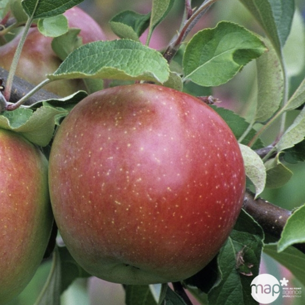 Pommier Fuji : demi tige 2 ans d'âge ctr 15 litres