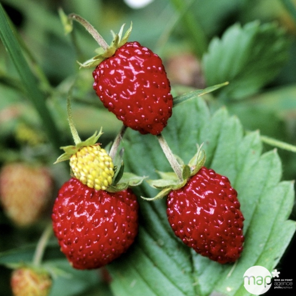 Plants de fraisiers 'Fraise des Bois' : barquette de 6 plants