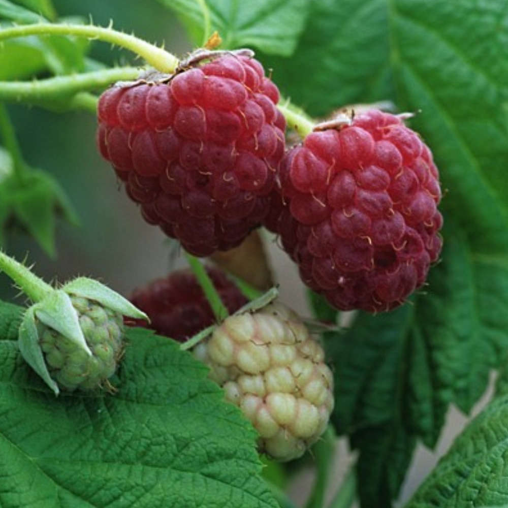 Framboisier 'Autumn Bliss' : pot de 1,5 litres