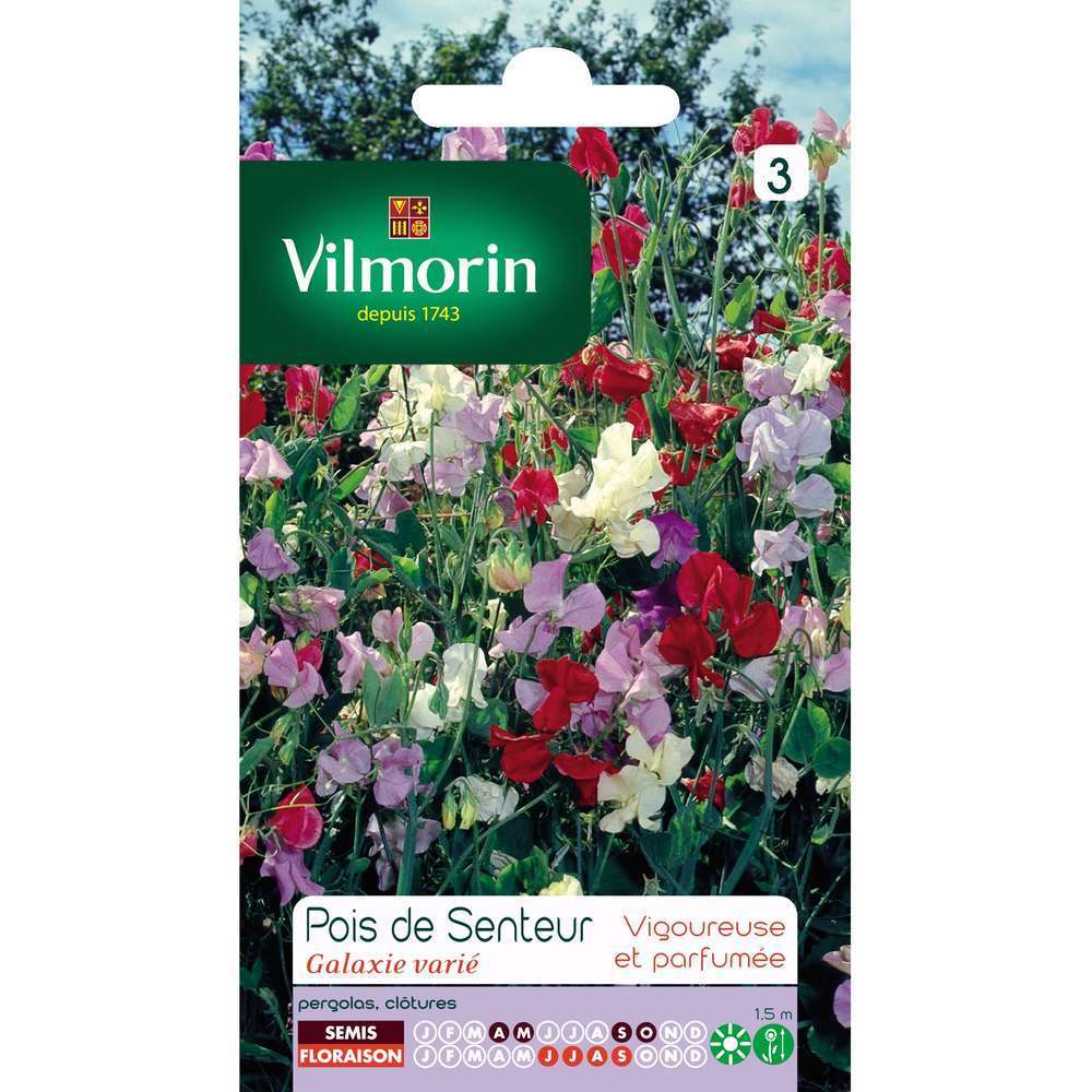 Pois de senteur Galaxie varié : en sachet