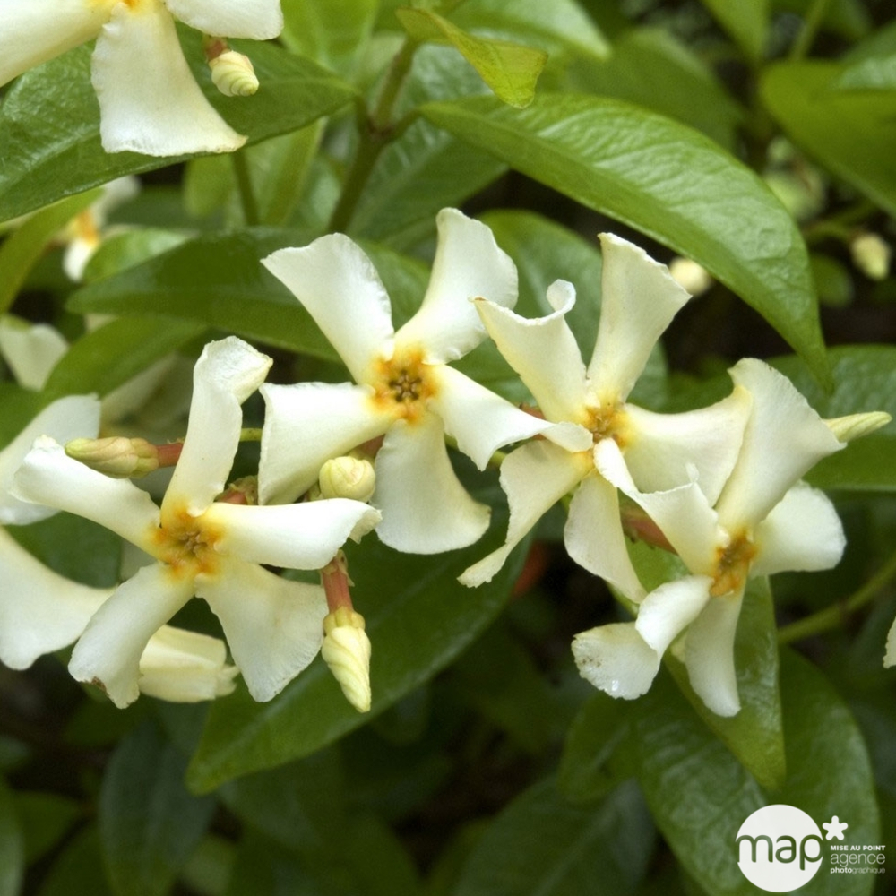 Trachelospermum : Touffe ctr 3 litres