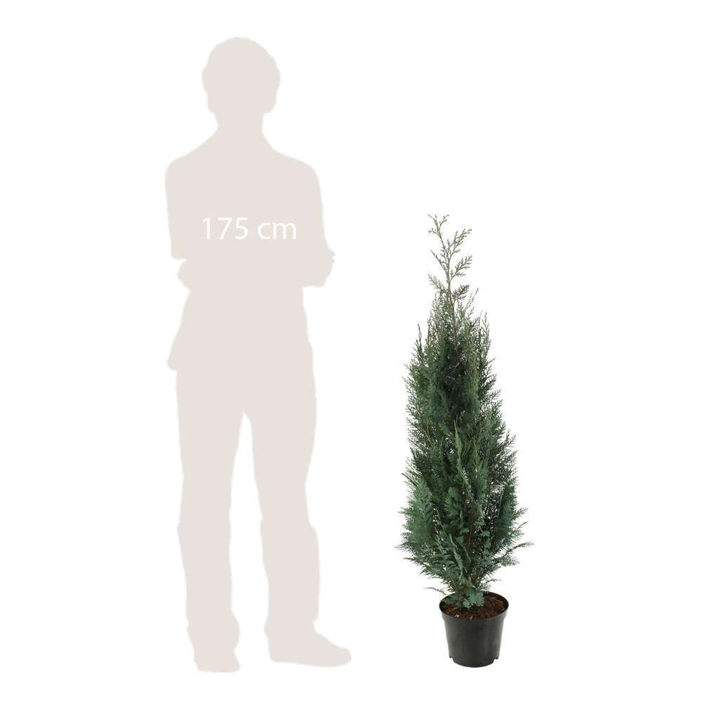 Chamaecyparis Lawsoniana Columnaris : H. 100/125 cm pot 10L