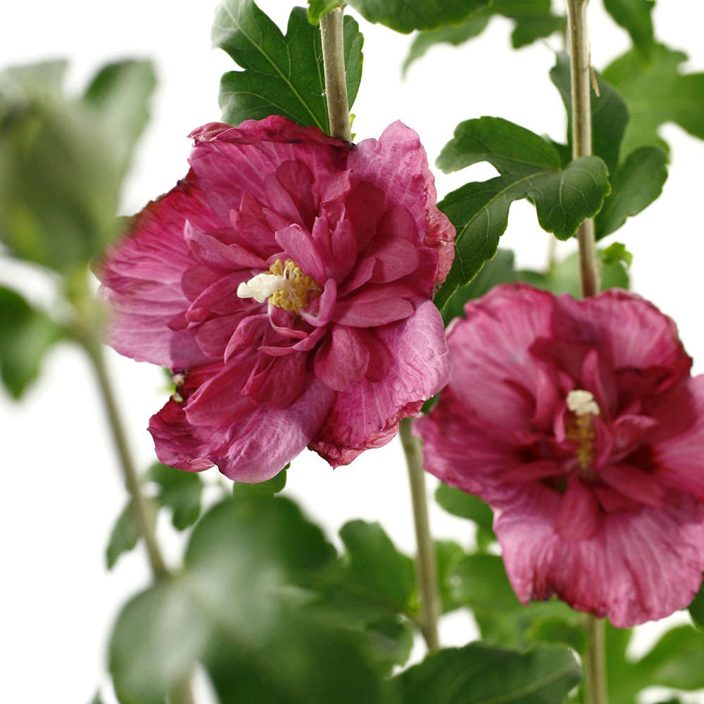 Hibiscus syriacus : ctr 4 litres