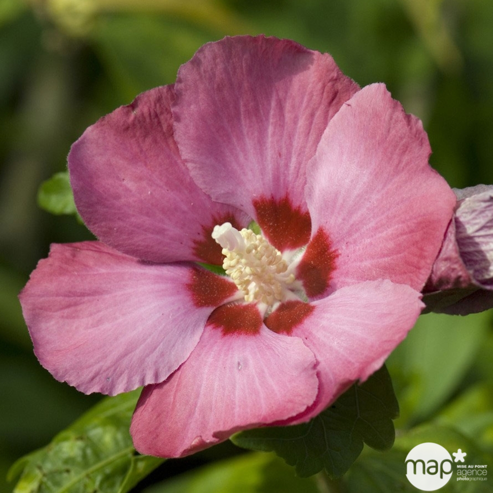 Hibiscus syriacus : ctr 10 litres