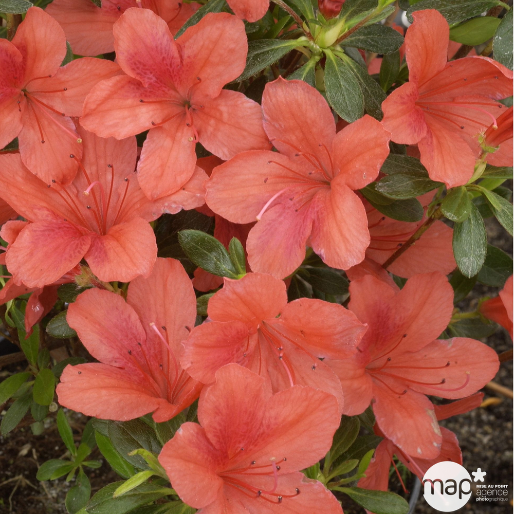 Azalea japonica : H 50/60 cm, C10L - Variétés variables