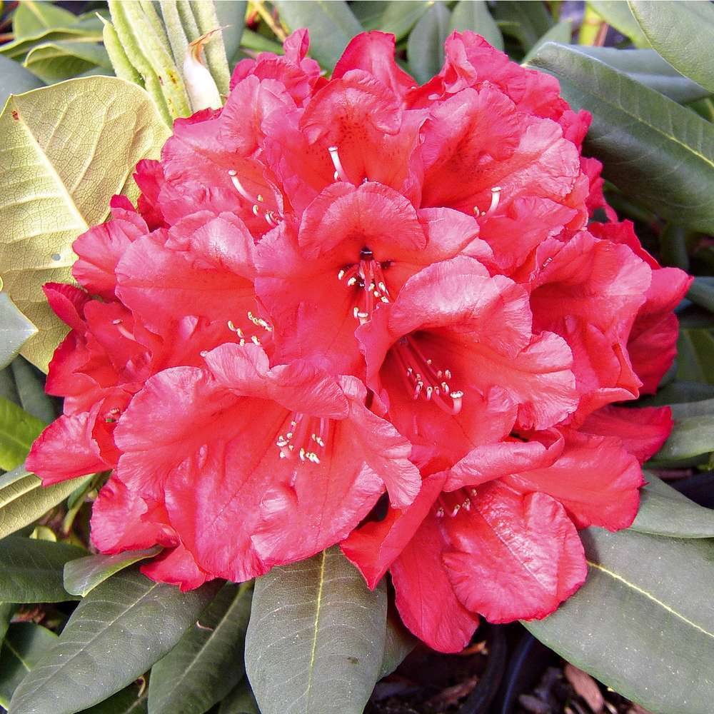 Rhododendron hybride : C. 7L 40/50 - Coloris variables