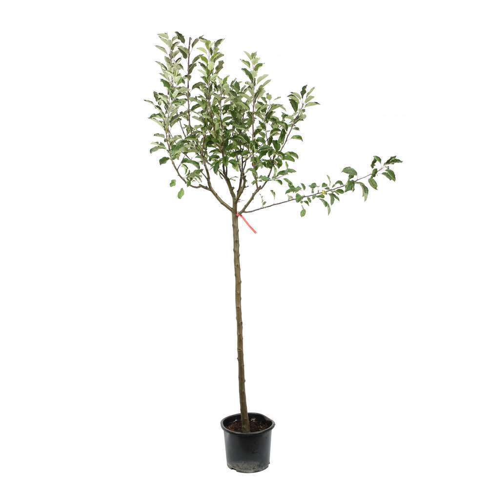 Pommier Melrose en demi tige 4/5 ans d'âge- pot 15L