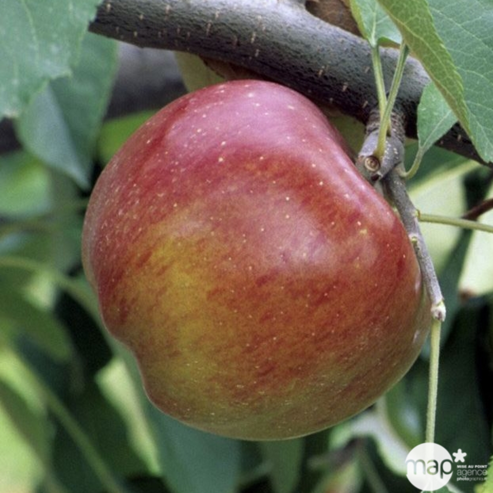 Pommier Melrose : ½ tige, 4-5 ans, H 170-180 cm