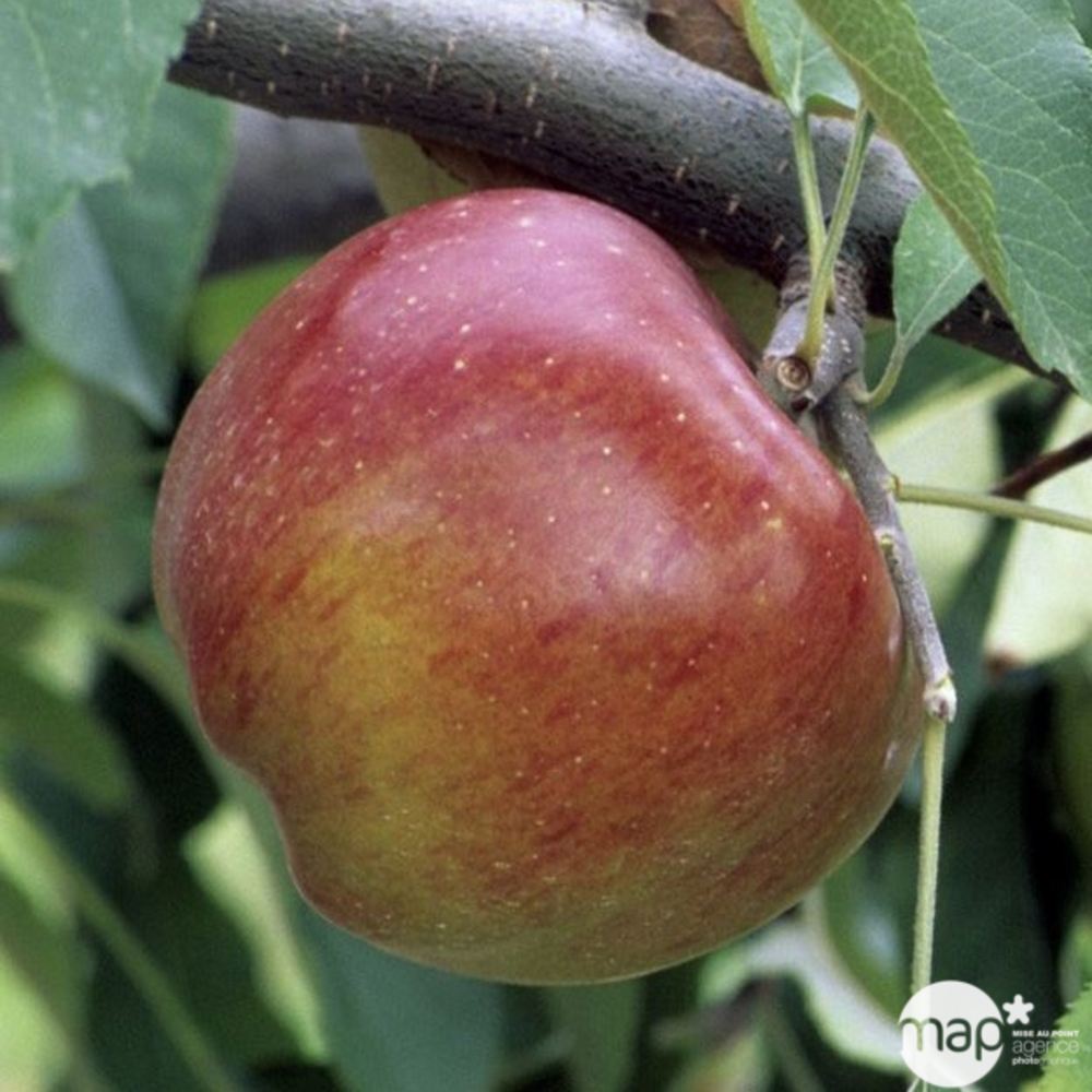 Pommier Melrose : gobelet 3 ans d'âge ctr 12 litres