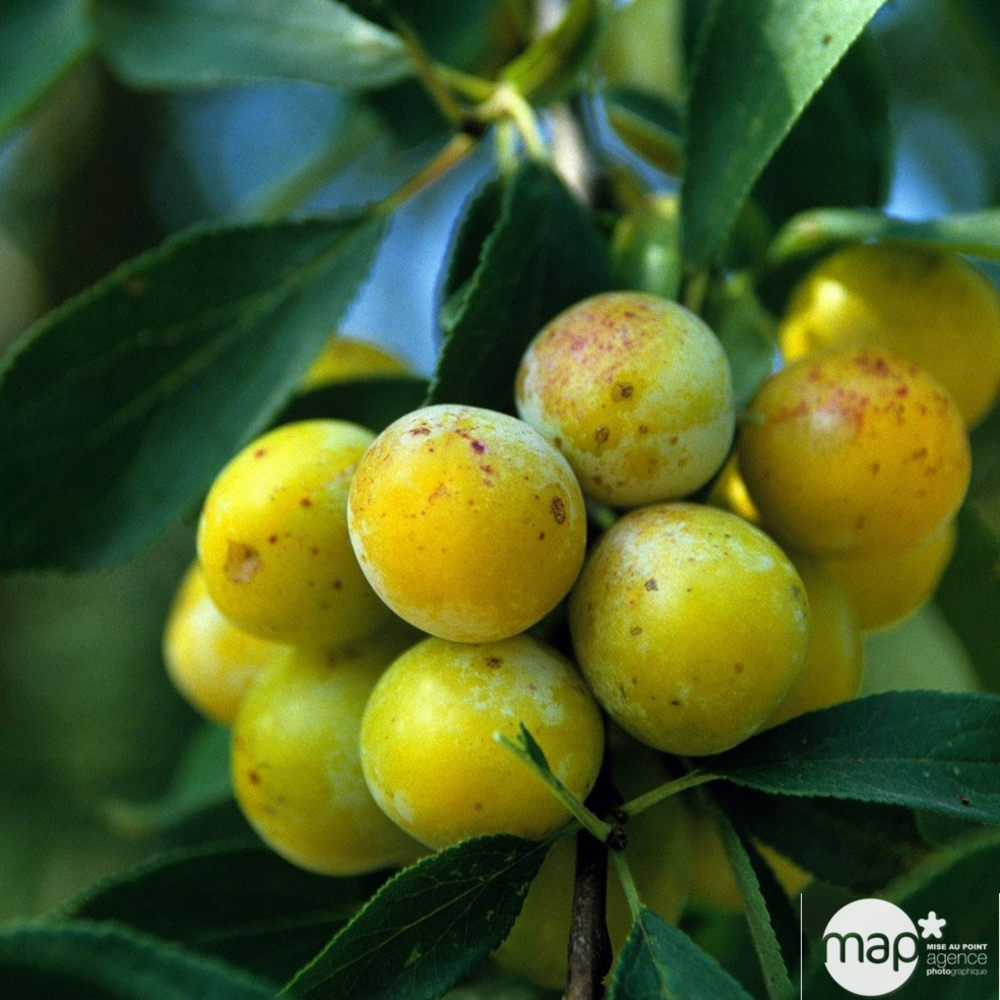 Prunier Mirabelle de Nancy : gobelet 3 ans d'âge ctr 12 litres