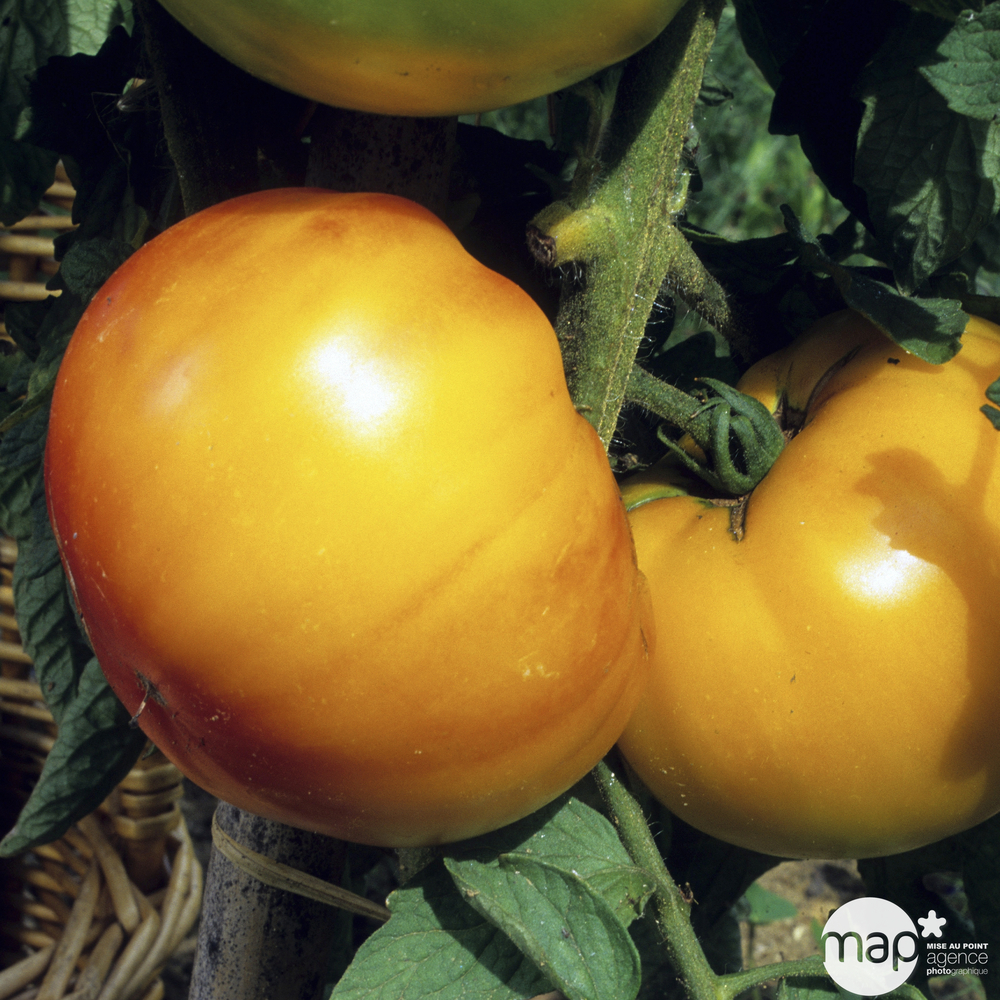 Tomate 'Ananas' bio : pot 1L