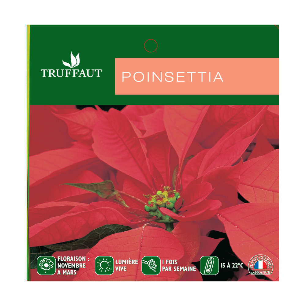 Poinsettia : pot
