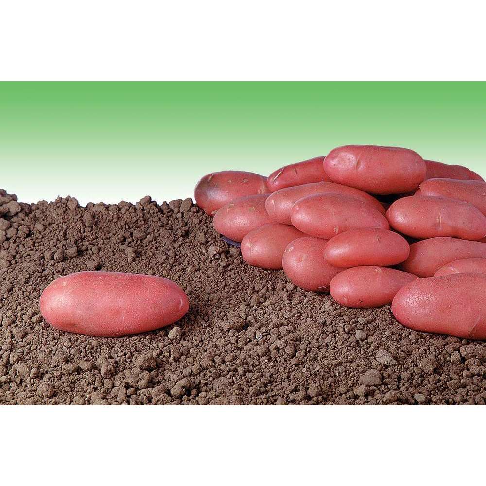 Plants de pommes de terre 'Franceline' en sac - 3 kg