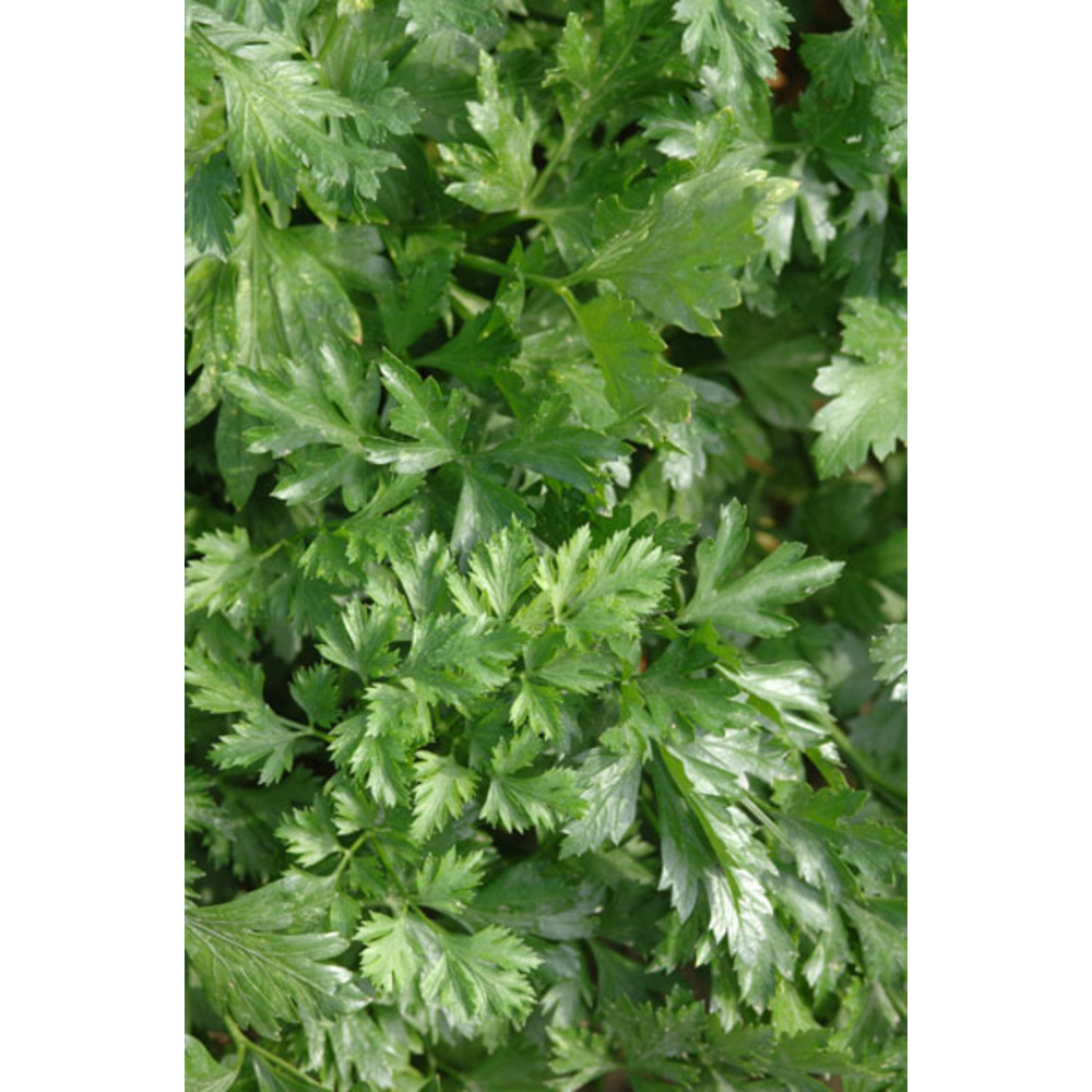 Plant de persil plat 'Géant d'Italie' : pot de 0,5 litre