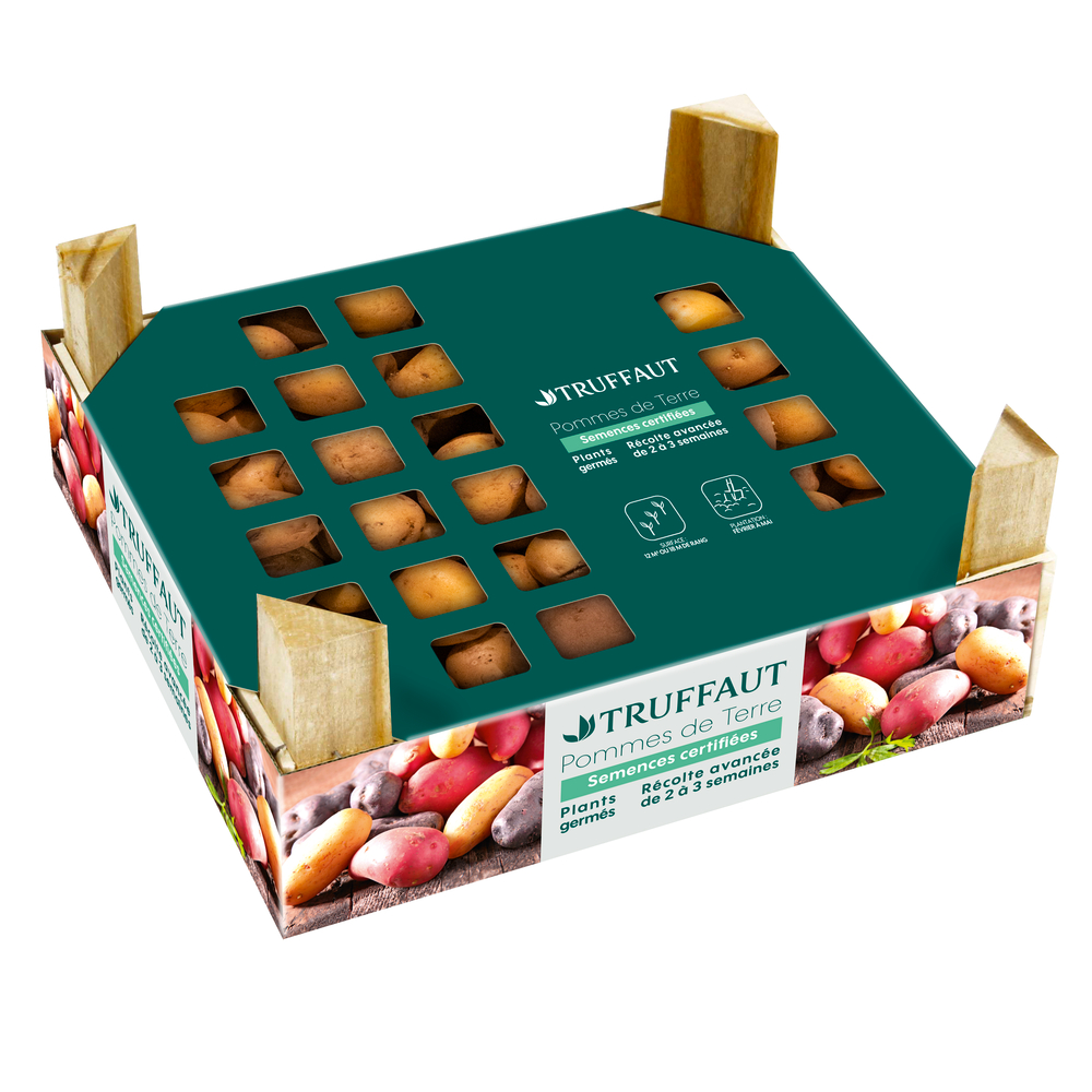 Plants de pommes de terre 'Rosabelle' en clayette x60