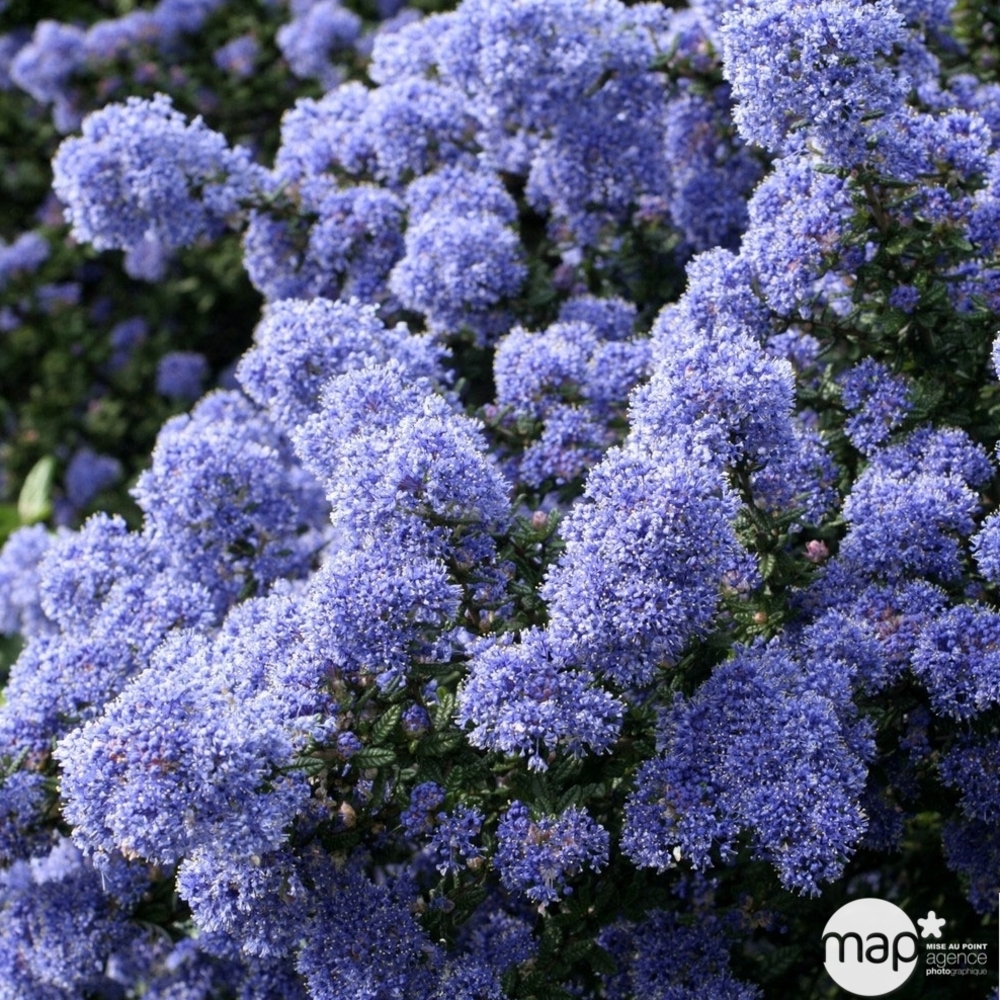 Ceanothus persistant : C3L h. 30/40 - Coloris variables