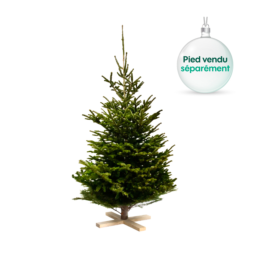 Sapin de Noël naturel Abies nordmann : 250/300 cm coupé
