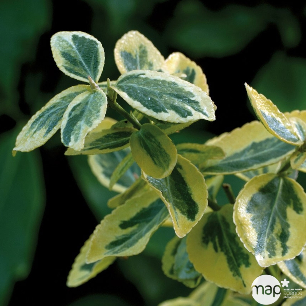 Euonymus Fortunei Emerald Gold : 40/50cm 5L