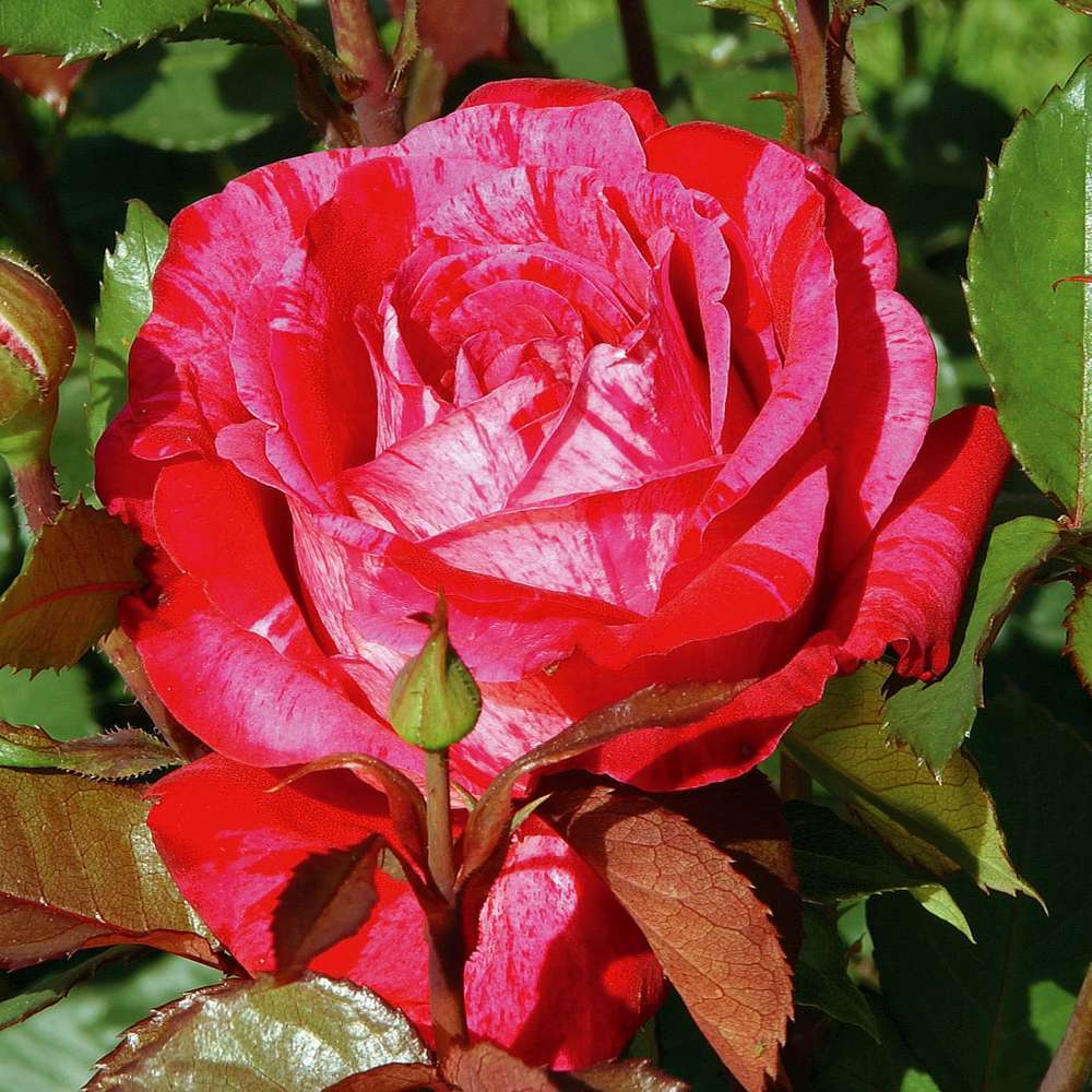 Rosier buisson : pot de 4 litres