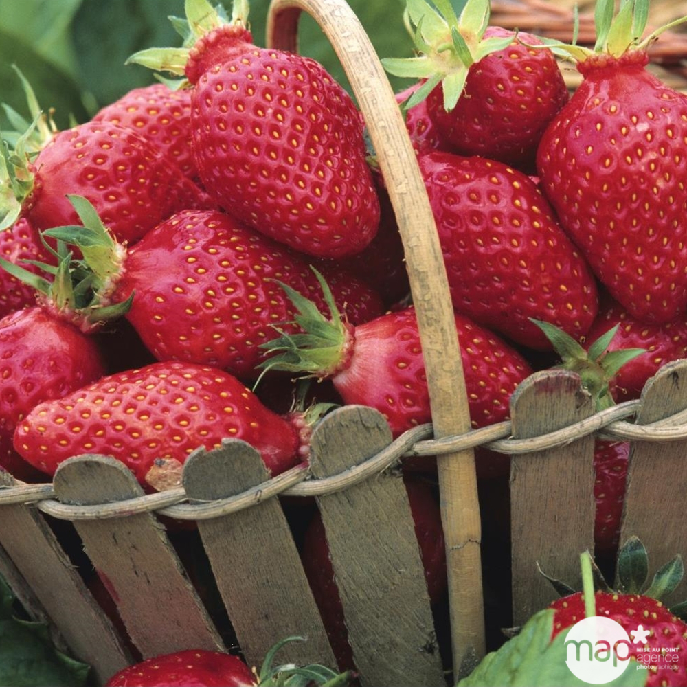 Plants de fraisiers 'Gariguette' : barquette de 6 plants