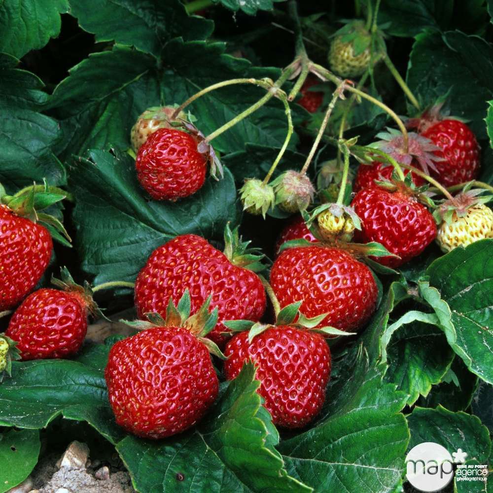 Plants de fraisiers 'Ostara' : barquette de 6 plants