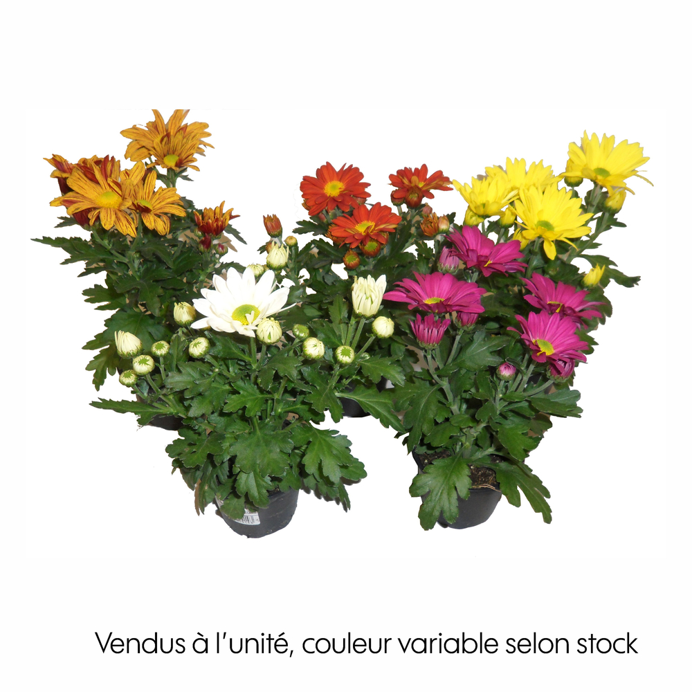 Chrysanthème mutltifleurs 1 bouture : pot de D. 10cm