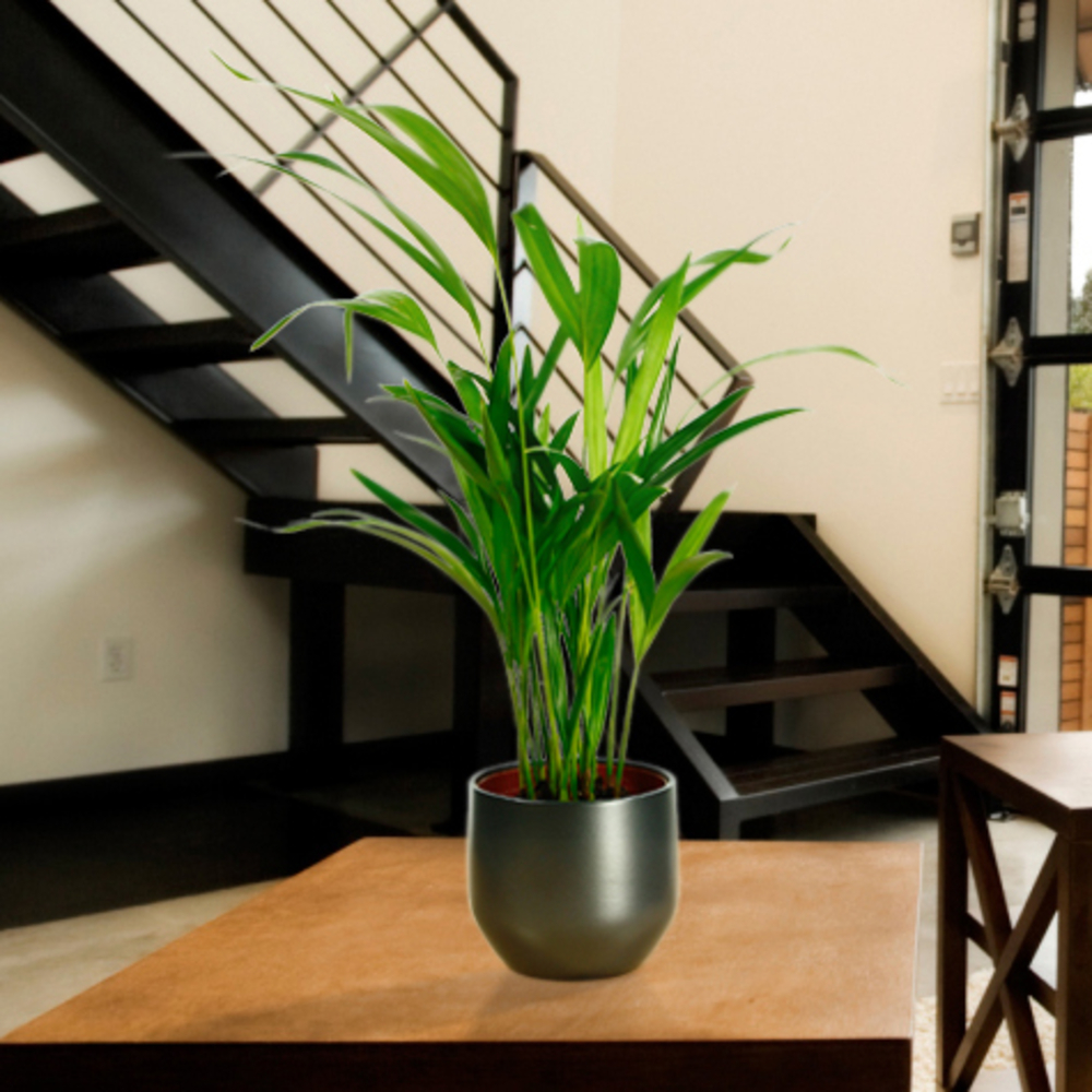 Areca H50cm en pot